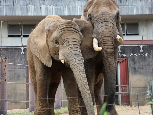 とべ動物園アフリカゾウのブログ：やぁ！とべとべずー