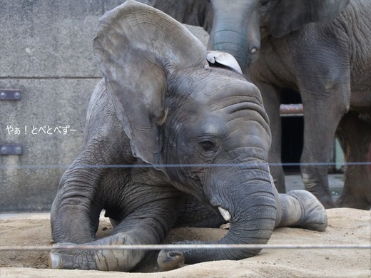 とべ動物園ブログ:やぁ!とべとべずー