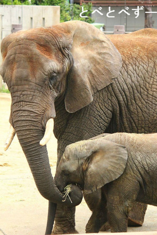 日本で唯一家族で暮らすアフリカゾウ:リカ(母)、砥愛(次女)