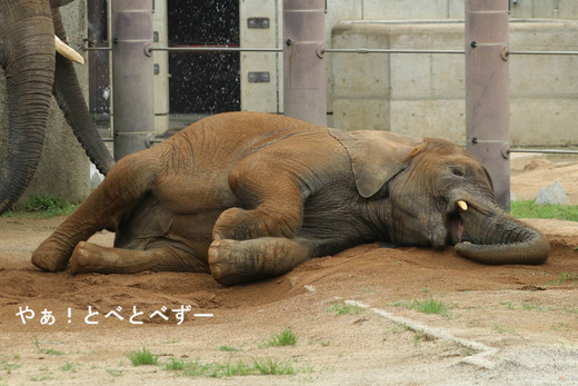 とべ動物園アフリカゾウ:アフ、リカ、媛、砥夢、砥愛
