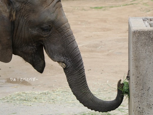 草団子作りをするアフリカゾウの子ゾウの砥愛