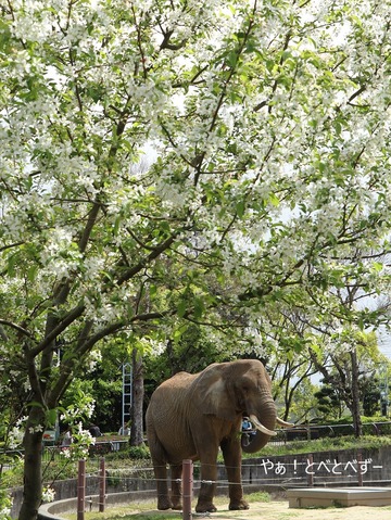 とべ動物園ブログ:リカ、サクラ、リリ花、ミミ、杏子