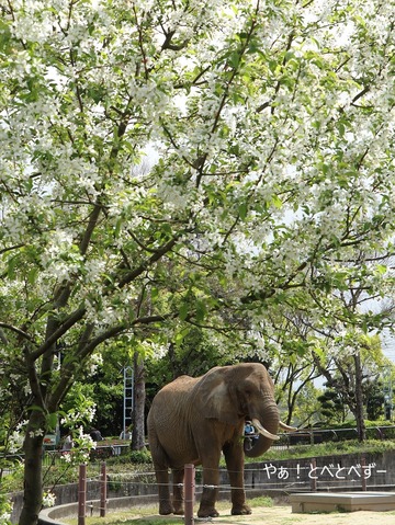 とべ動物園ブログ：リカ、サクラ、リリ花、ミミ、杏子