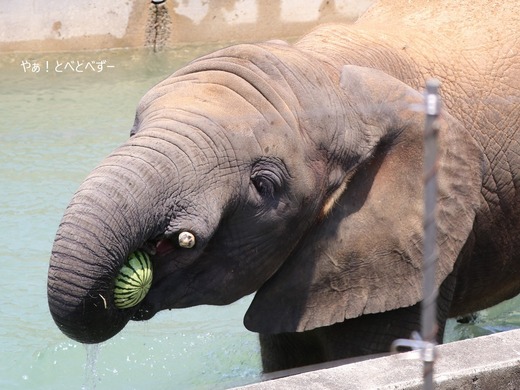 とべ動物園アフリカゾウ：砥愛ちゃん（メス、８歳）