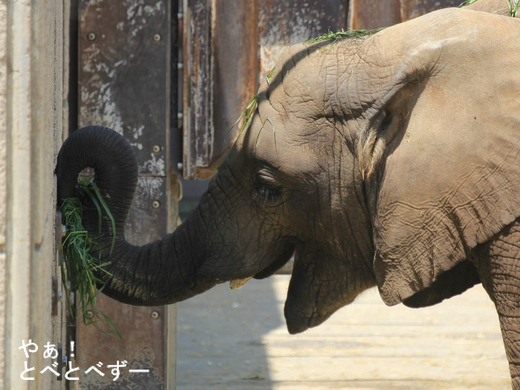とべ動物園アフリカゾウイベント：砥愛ちゃんの６歳のお誕生会