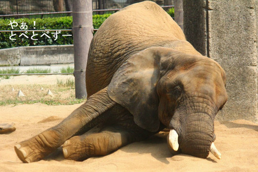 とべ動物園アフリカゾウ
