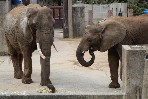 とべ動物園アフリカゾウ:リカ母さん(推定38歳)