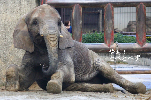とべ動物園アフリカゾウ:媛ちゃん(メス、9歳)