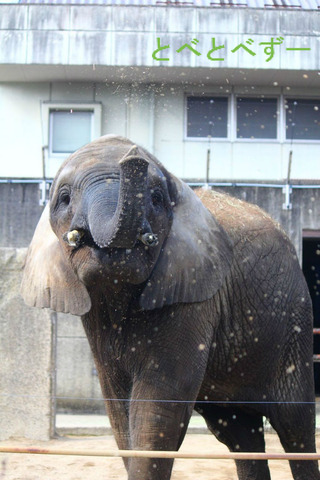 ゾウの親子が暮らす愛媛県立とべ動物園