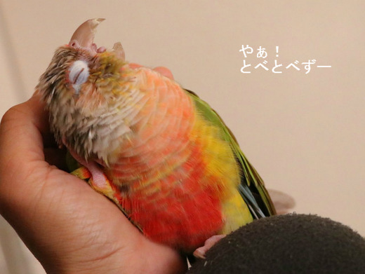 ウロコインコの『もみじ』さんのブログ：やぁ！とべとべずー