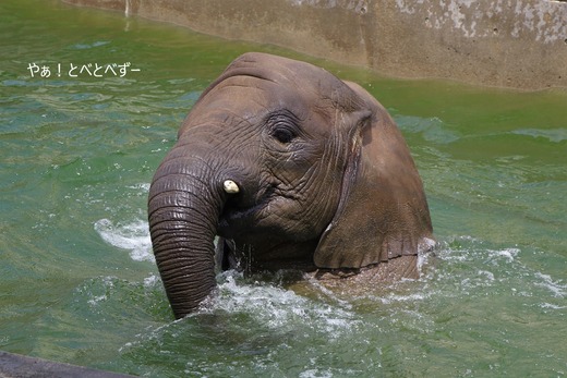 日本で唯一アフリカゾウの子象が見らえる愛媛とべ動物園