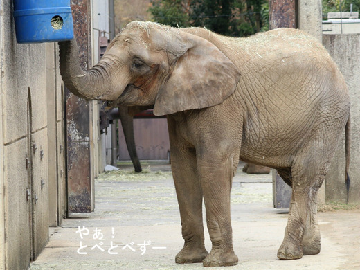 日本で初めて人工哺育で育った媛ちゃんとリカ母さん
