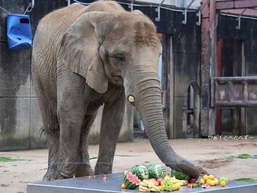 アフリカゾウの媛ちゃんの好物：スイカ
