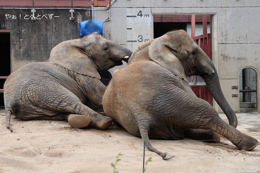 とべ動物園アフリカゾウ：砥愛ちゃん（メス、１１歳）