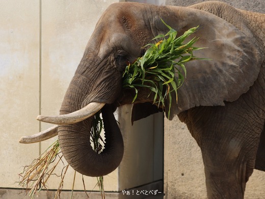 とべ動物園アフリカゾウ:リカ母さん(メス、推定37歳)