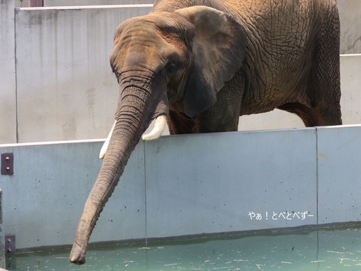 とべ動物園アフリカゾウ：アフ、リカ、媛、砥夢、砥愛