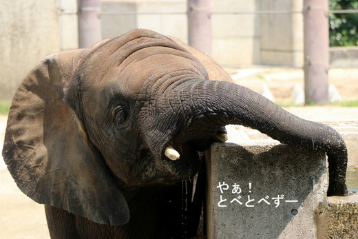 とべ動物園アフリカゾウ：アフ、リカ、媛、砥夢、砥愛