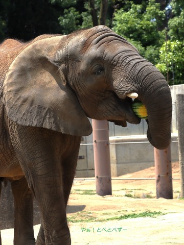 アフリカゾウ大好きブログ：やぁ！とべとべずー