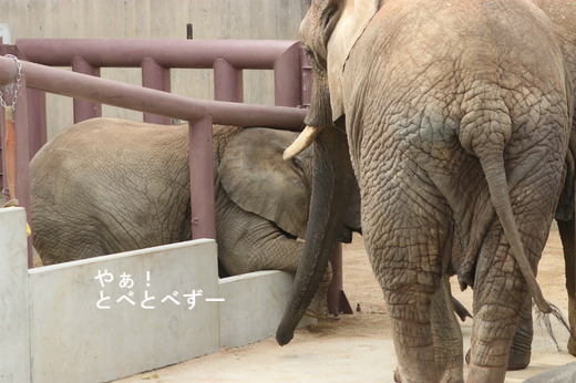 とべ動物園ブログ:ゾウ、ホッキョクグマ、レッサーパンダ、ライオン