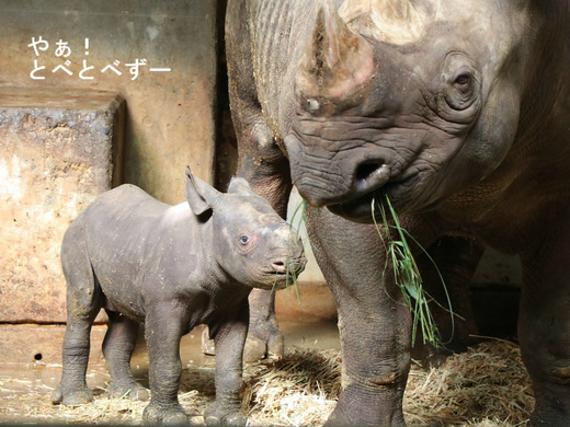 9月2日に生まれたヒガシクロサイの赤ちゃん:愛媛とべ動物園