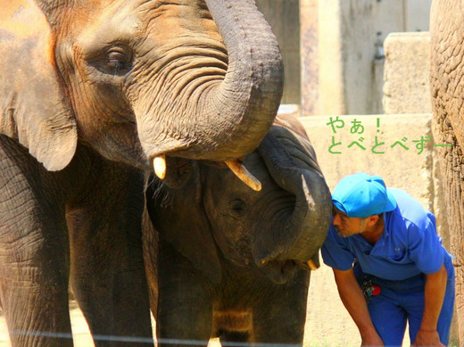 とべ動物園アフリカゾウのブログ：やぁ！とべとべずー