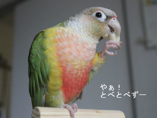 ウロコインコのブログ：もみじさん