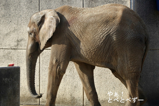 とべ動物園アフリカゾウ：媛ちゃん（メス、１３歳）