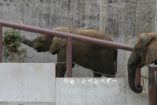 アフリカゾウ、アジアゾウ大好きブログ:やぁ!とべとべずー