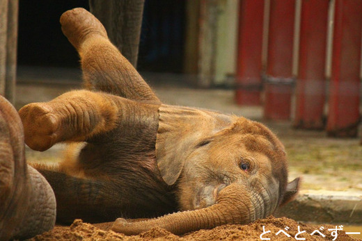 とべ動物園写真コンクール:やぁ!とべとべずー