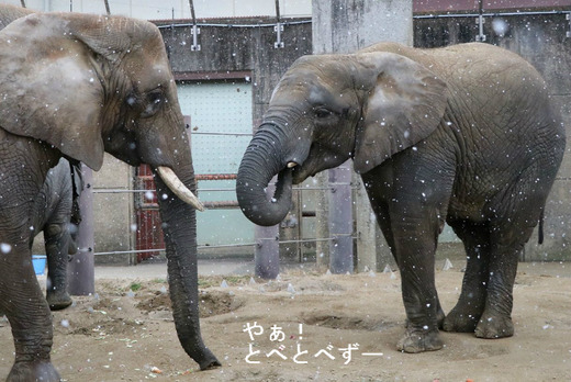 日本で初めて人工哺育で育ったアフリカゾウの媛ちゃんとリカ母さん