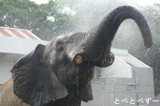 とべ動物園アフリカゾウのブログ：やぁ！とべとべずー