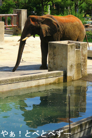 とべ動物園アフリカゾウ
