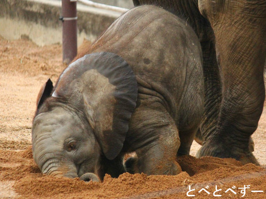 とべ動物園ゾウの赤ちゃん：砥愛（とあ）ちゃん