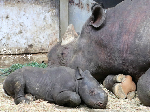 ヒガシクロサイ:ライくんの弟が誕生しました