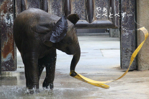 とべ動物園ブログ:アフリカゾウ、白くまピース、柑太郎