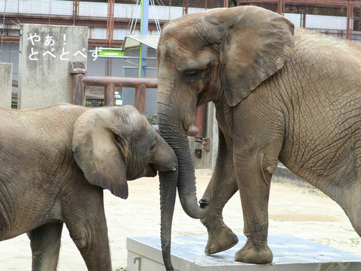 とべ動物園アフリカゾウ:アフ、リカ、媛、砥夢、砥愛