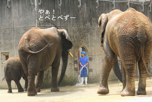 日本動物園水族館協会JAZA最古賞、古賀賞受賞のとべ動物園