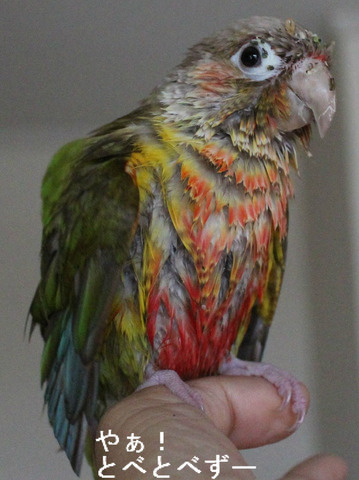 やぁ!とべとべずー:ウロコインコの「もみじ」さん