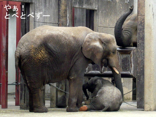 とべ動物園時代の砥夢くん（２歳）