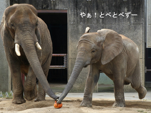 日本で唯一アフリカゾウの家族が暮らす愛媛とべ動物園
