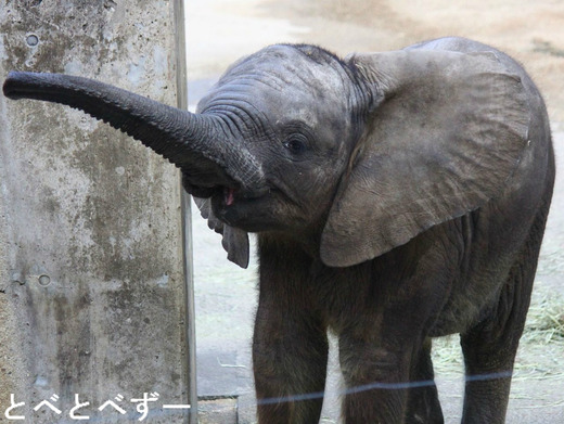 ゾウの写真満載のブログ：やぁ！とべとべずー