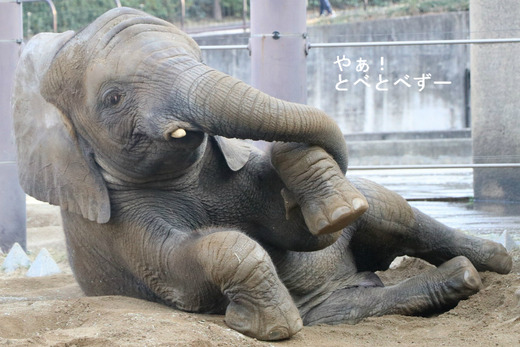 とべ動物園アフリカゾウ:砥愛ちゃん(メス、6歳)