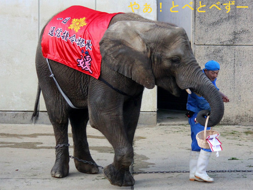 とべ動物園アフリカゾウのブログ:やぁ!とべとべずー