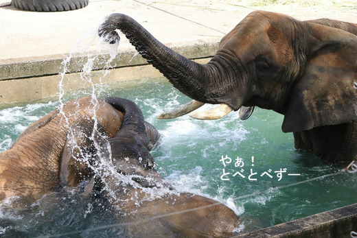 とべ動物園アフリカゾウ：アフ、リカ、媛、砥夢、砥愛