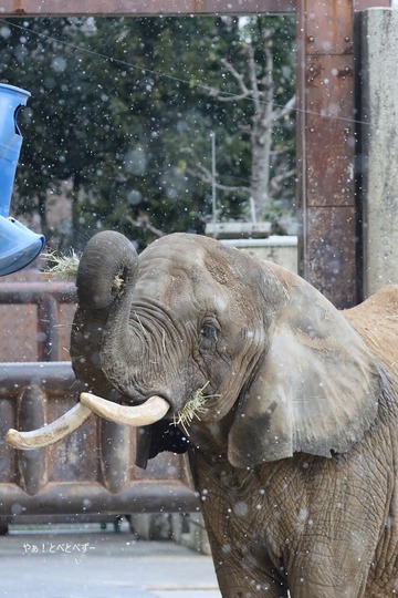 雪の中のアフリカゾウ＠とべ動物園