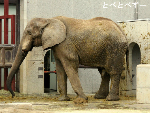 動物園、ゾウのブログ：やぁ！とべとべずー