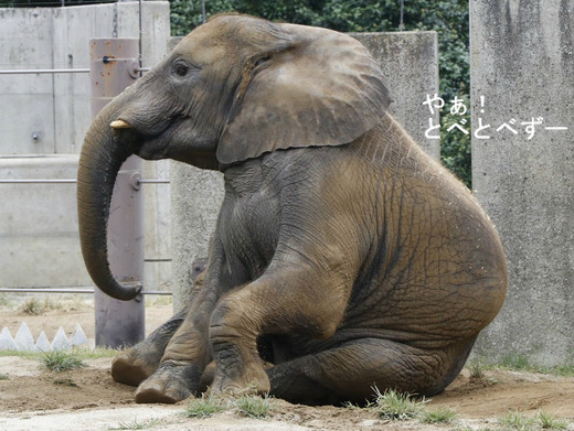 日本で唯一アフリカゾウの家族が見られる愛媛県立とべ動物園