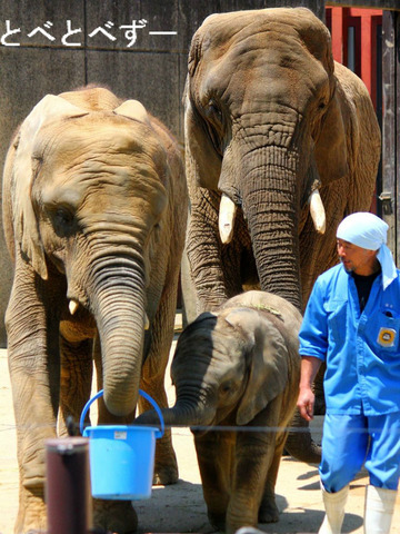 とべ動物園アフリカゾウのブログ:やぁ!とべとべずー
