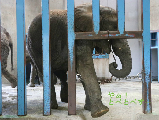 とべ動物園アフリカゾウ：媛ちゃん