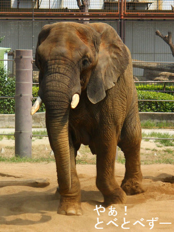 とべ動物園ブログ：やぁ！とべとべずー